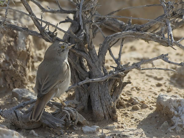 Kääpiökerttu, Asian Desert Warbler , Sylvia nana